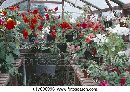 Red begonias and white geraniums on shelves in greenhouse View Large Photo Image Stock Image - Red begonias and white geraniums on shelves in greenhouse. Fotosearch