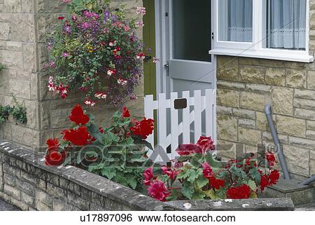 Red begonias in small garden in front of house with colourful hanging basket beside front door View Large Photo Image Stock Photograph - Red begonias in small garden in front of house with colourful hanging basket beside front door. Fotosearch