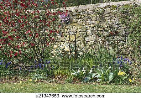 Stock Photo - Red chaenomeles against stone wall in Spring garden. Fotosearch
