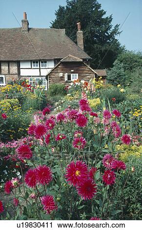 Stock Image - Red dahlias in large garden border in front of timbered country cottage. Fotosearch