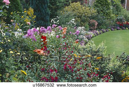 Stock Image - Red fuchsia and pink phlox in summer garden border beside curved lawn. Fotosearch
