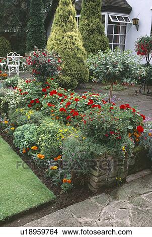 Picture - Red geraniums and standard fuchsias in raised bed beside newly edged lawn in country gardden. Fotosearch
