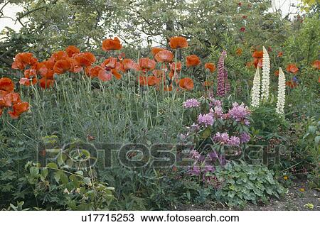 Stock Image - Red poppies and white lupins in garden border with pink rhododendrons. Fotosearch