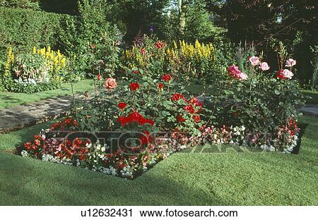 Stock Image - Red roses and begonias in formal summer border in garden with clipped edges and mown lawn. Fotosearch