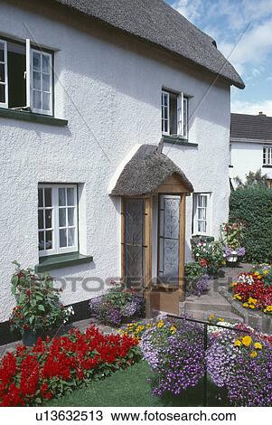 Red salvias and purple lobelias in garden in front of white cottage with thatched roof and porch View Large Photo Image Stock Image - Red salvias and purple lobelias in garden in front of white cottage with thatched roof and porch. Fotosearch