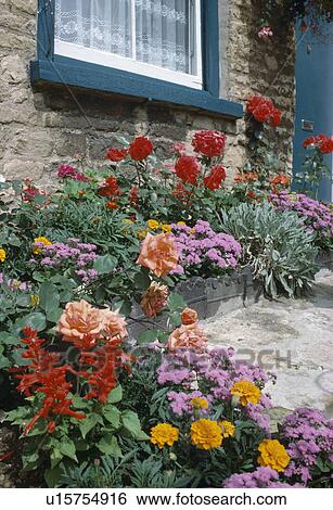 Red salvias with mauve ageratum and yellow French marigolds in border below cottage winow View Large Photo Image Stock Photograph - Red salvias with mauve ageratum and yellow French marigolds in border below cottage winow. Fotosearch