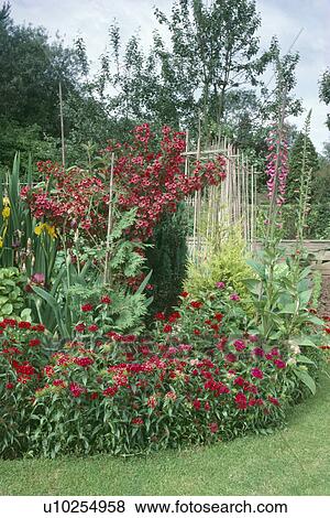 Red sweet williams and red weigela growing in summer garden border View Large Photo Image Stock Photo - Red sweet williams and red weigela growing in summer garden border. Fotosearch