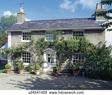 Rose covered country cottage with gravel courtyard with box topiary in terracotta pots. View Large Photo Image Stock Photo - Rose covered country cottage with gravel courtyard with box topiary in terracotta pots.. Fotosearch