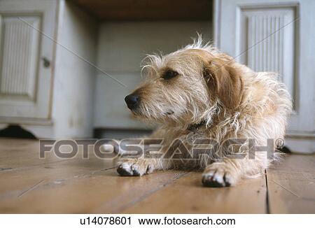 Stock Image - Rough coated terrier dog lying on wooden floor. Fotosearch
