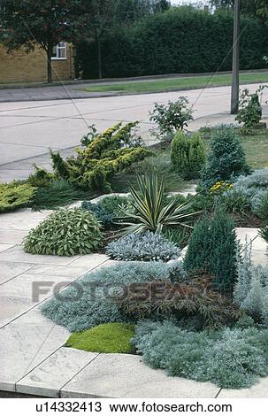 Stock Image - Small conifers and low-growing green plants on front garden beside pavement. Fotosearch
