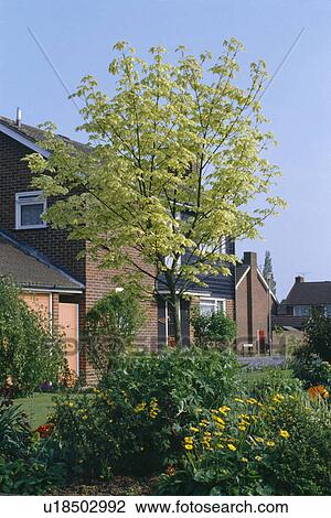 Stock Image - Small green acer in front garden of traditional newbuild house. Fotosearch