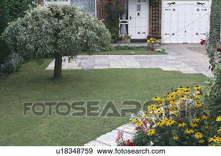 Small ornamental pear tree on lawn in front of house with yellow rudbeckia beside paved path View Large Photo Image Stock Photo - Small ornamental pear tree on lawn in front of house with yellow rudbeckia beside paved path. Fotosearch
