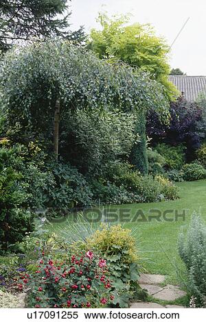 Stock Photography - Small tree in summer border beside mown lawn in small garden. Fotosearch