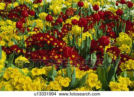 Picture - Spring bedding- red and yellow polyanthus with yellow tulips. Fotosearch