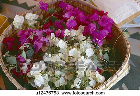 Stock Image - Still-life of pink and white bougainvillea flowers in wicker basket. Fotosearch