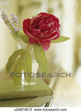 Still-Life of red rose in glass case View Large Photo Image Stock Image - Still-Life of red rose in glass case. Fotosearch