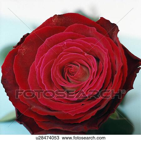 Still-Life of velvety double red rose View Large Photo Image Stock Image - Still-Life of velvety double red rose. Fotosearch