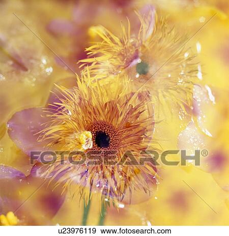 Stock Photo - Still-Life of yellow flowers. Fotosearch