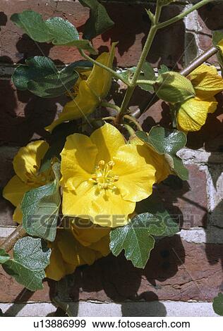 Sunny brick wall with Fremontodendron View Large Photo Image Stock Photo - Sunny brick wall with Fremontodendron. Fotosearch