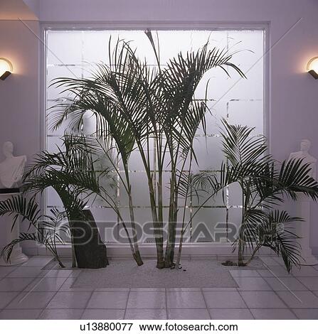 Tall green houseplants growing in sunken planter in modern white hall View Large Photo Image Stock Photo - Tall green houseplants growing in sunken planter in modern white hall. Fotosearch