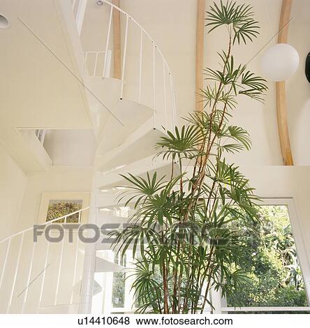 Tall houseplant in modern white hall View Large Photo Image Stock Photo - Tall houseplant in modern white hall. Fotosearch