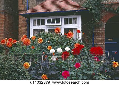 Tall red and white dahlias in front of bay window View Large Photo Image Stock Photo - Tall red and white dahlias in front of bay window. Fotosearch