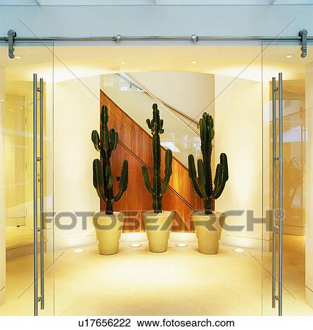 Stock Image - Three cacti in pots in modern white hall. Fotosearch