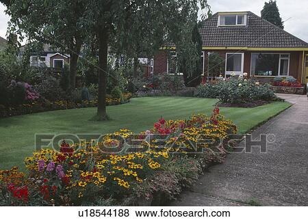 Stock Photo - Tree in lawn edged with yellow tagetes in border beside short driveway to suburban bungalow. Fotosearch