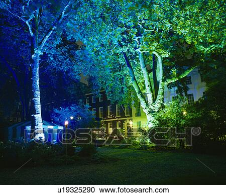 Trees in London square lit at night for a party View Large Photo Image Stock Image - Trees in London square lit at night for a party. Fotosearch