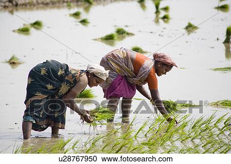 Two women planting rice plants in a paddy field, Tamil Nadu, India View Large Photo Image Stock Image - Two women planting rice plants in a paddy field, Tamil Nadu, India. Fotosearch