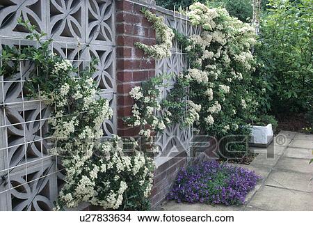 Picture - White flowering pyracantha growing on ornate concrete and brick wall above blue campanula in small bed. Fotosearch