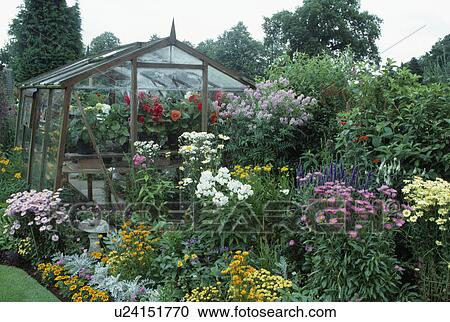 Stock Image - White phlox and colourful yellow annuals in summer border in front of traditional glass greenhouse. Fotosearch