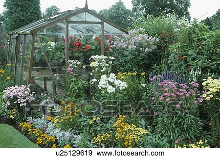 White phlox and colourful yellow annuals in summer border in front of traditional glass greenhouse View Large Photo Image Stock Photo - White phlox and colourful yellow annuals in summer border in front of traditional glass greenhouse. Fotosearch
