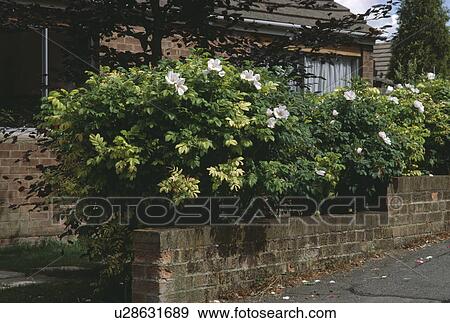 Stock Photo - White rugosa roses on brick wall in front of small house. Fotosearch