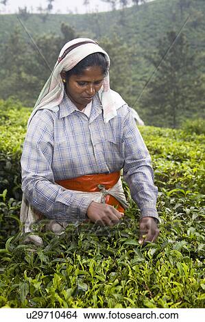 Picture - Woman picking leaves from tea plant, Periyar Connemara Estate, Vandiperiyar, Kerala, India. Fotosearch