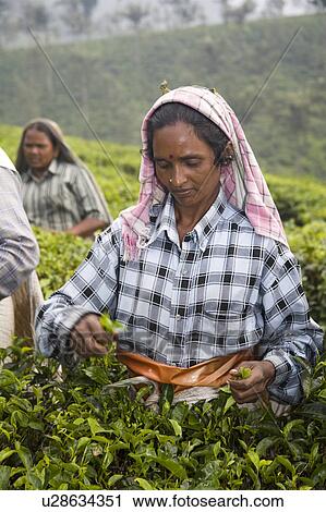 Stock Image - Woman picking leaves from tea plant, Periyar Connemara Estate, Vandiperiyar, Kerala, India. Fotosearch