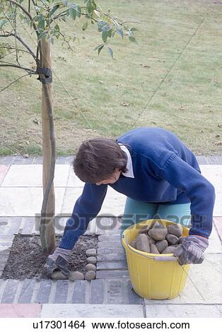 Woman placing cobbles around newly-planted tree in paving View Large Photo Image Picture - Woman placing cobbles around newly-planted tree in paving. Fotosearch