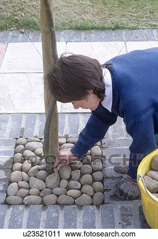Stock Image - Woman placing cobbles around newly-planted tree in paving. Fotosearch