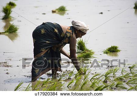 Woman planting rice plants in a paddy field, Tamil Nadu, India View Large Photo Image Picture - Woman planting rice plants in a paddy field, Tamil Nadu, India. Fotosearch