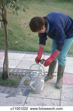 Stock Image - Woman putting fertiliser into watering can before watering small tree. Fotosearch