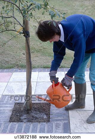 Woman watering newly-planted tree in paving View Large Photo Image Stock Photo - Woman watering newly-planted tree in paving. Fotosearch