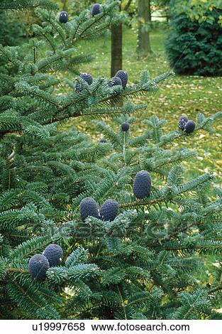 Stock Photo - Woodland with Korean fir in foreground. Fotosearch