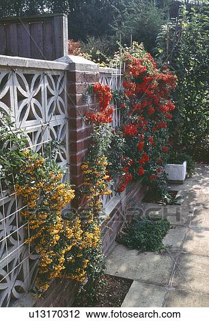 Yellow and orange berried pyracantha growing on ornate concrete and brick wall View Large Photo Image Stock Image - Yellow and orange berried pyracantha growing on ornate concrete and brick wall. Fotosearch