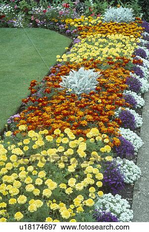 Yellow and orange French marigolds in formal garden border edged with blue and white lobelia View Large Photo Image Stock Photo - Yellow and orange French marigolds in formal garden border edged with blue and white lobelia. Fotosearch