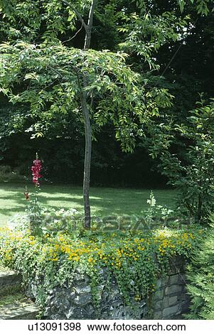 Stock Photo - Yellow creeping lysimachia on wall below small tree in raised lawn. Fotosearch