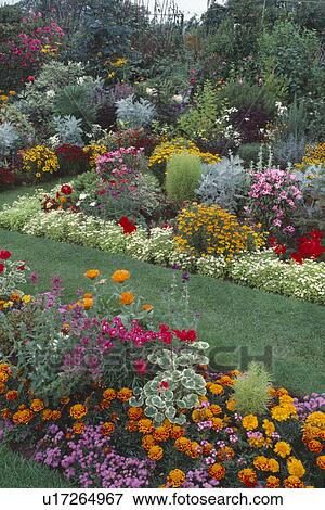 Yellow French marigolds and red geraniums in colourful annual summer flowering borders on either side of grass path View Large Photo Image Stock Photo - Yellow French marigolds and red geraniums in colourful annual summer flowering borders on either side of grass path. Fotosearch
