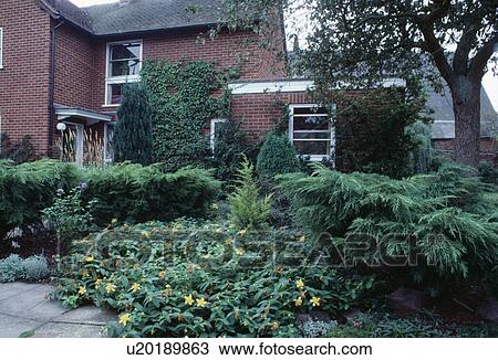 Yellow hypericum and low-growing conifer shrubs in garden in front of brick house View Large Photo Image Stock Image - Yellow hypericum and low-growing conifer shrubs in garden in front of brick house. Fotosearch