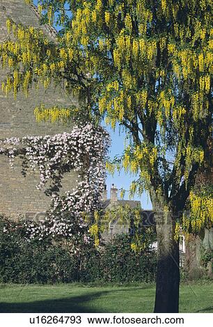 Yellow laburnum tree in large country garden with pink clematis montana growing on house wall View Large Photo Image Stock Image - Yellow laburnum tree in large country garden with pink clematis montana growing on house wall. Fotosearch