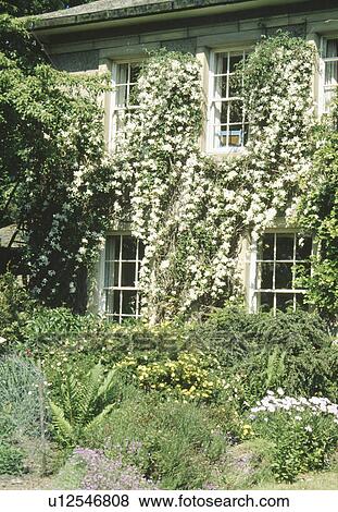 Stock Photo - Yellow potentilla in garden in front of traditional country house with white clematis on the walls. Fotosearch