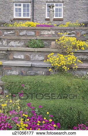 Yellow rockery sedum and pink aubretia on stone steps in country garden View Large Photo Image Stock Photo - Yellow rockery sedum and pink aubretia on stone steps in country garden. Fotosearch